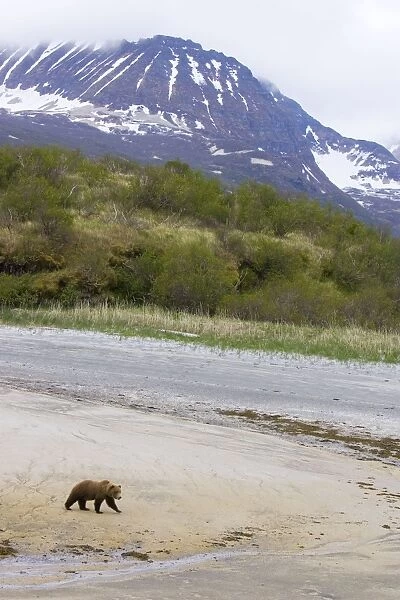 Alaskan Brown Bear - Katmai National Park - AK