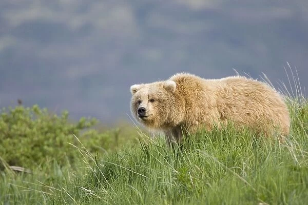 Alaskan Brown Bear - Katmai National Park - AK
