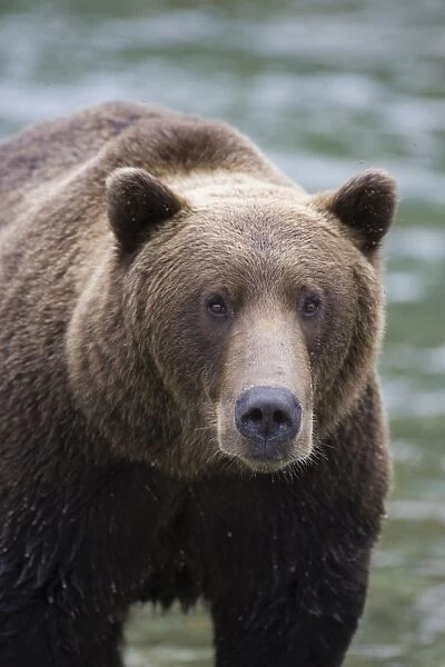 Alaskan Brown Bear - Katmai National Park, Alaska