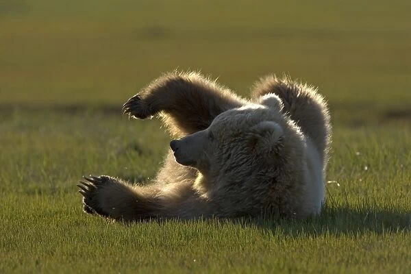 Alaskan Brown Bear - lying on side - Katmai National Park, AK