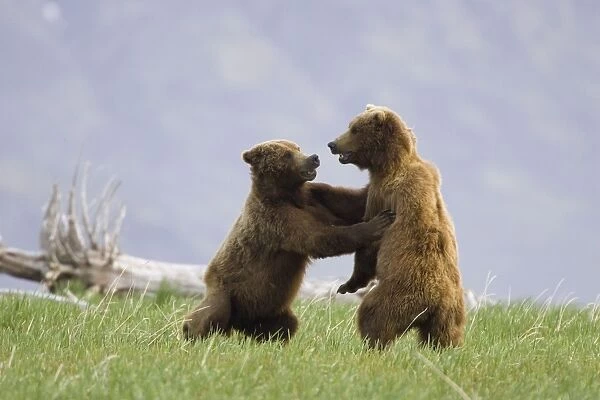 Alaskan Brown Bear - males sparring Katmai National Park, AK