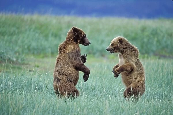 Alaskan Brown Bear - males sparring - Katmai National Park, Alaska