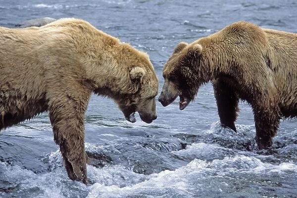 Alaskan Brown Bear - two males sparring on river Katmai National Park, Alaska