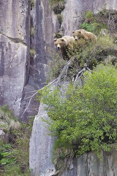 Alaskan Brown Bear - mother and 1. 5 year old cub looking out over cliff edge Katmai National Park, AK