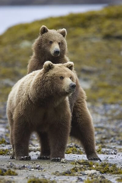 Alaskan Brown Bear - mother and 1. 5 year old cub watching other bear Katmai National Park, AK