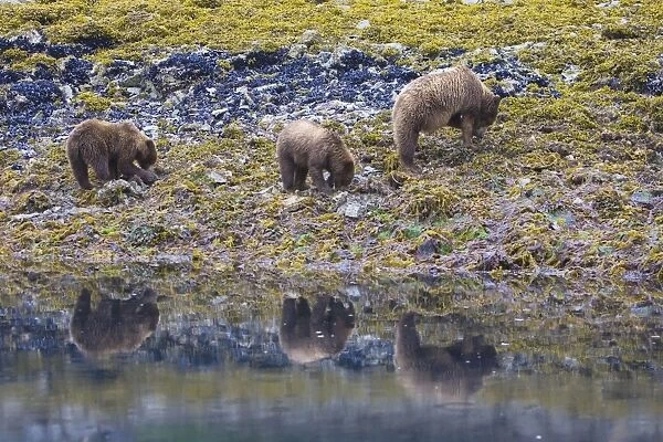 Alaskan Brown Bear - mother and 1. 5 year old cub digging for clams - Katmai National Park - AK