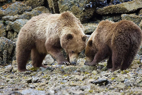 Alaskan Brown Bear - mother and 2yr old cub - Katmai National Park - AK