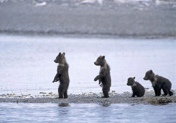 Alaskan Brown Bear - quadruplet 4-6 month old cubs Katmai National Park, AK