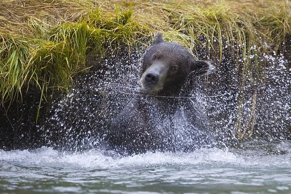 Alaskan Brown Bear - shaking in water
