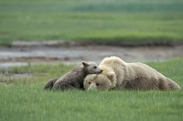 Alaskan Brown Bear - sow and 4-6 month old cub - Katmai National Park, AK