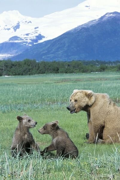 Alaskan Brown Bear - sow and 4-6 month old cub(s) - Katmai National Park, AK
