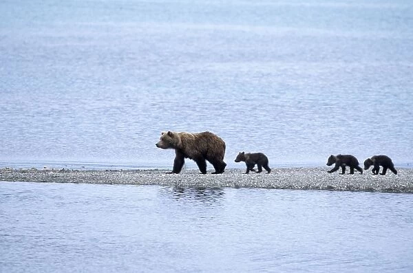 Alaskan Brown Bear - sow and 4-6 month old cubs Katmai National Park, AK