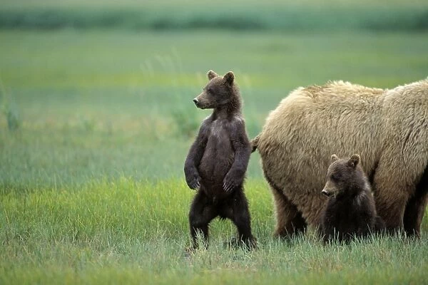 Alaskan Brown Bear - sow and 4-6 month old cubs - Katmai National Park, Alaska