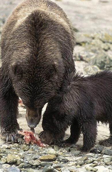 Alaskan Brown Bear - sow and 6-8 month old cub eating salmon Katmai National Park, Alaska