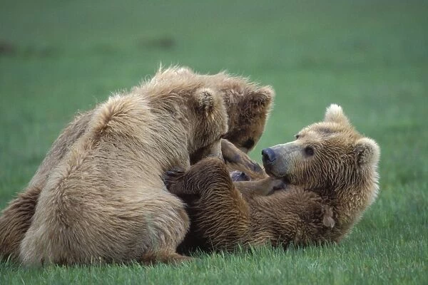 Alaskan Brown Bear - sow resting with 2 year old cubs after nursing Katmai National Park, Alaska