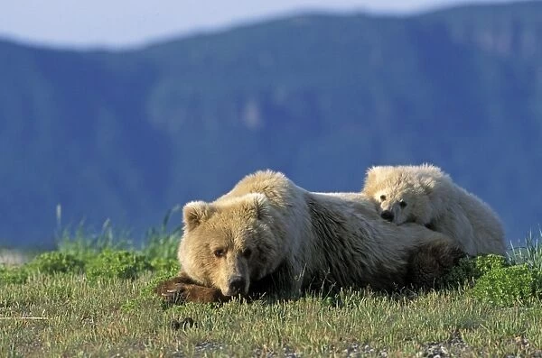 Alaskan Brown Bear - sow and yearling cub - Katmai National Park - AK