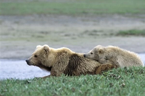 Alaskan Brown Bear - sow and yearling cub - Katmai National Park - Alaksa