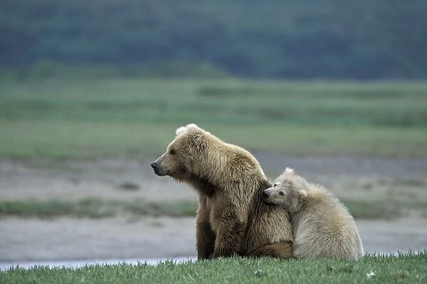 Alaskan Brown Bear - sow and yearling cub - Katmai National Park - AK