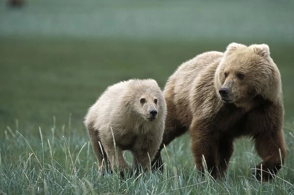 Alaskan Brown Bear - sow and yearling cub running from male bear - Katmai National Park - Alaksa