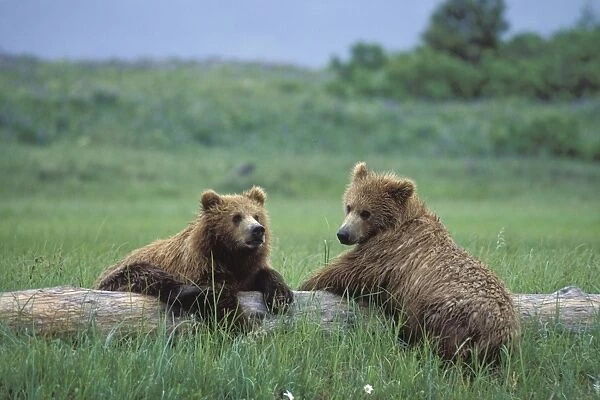 Alaskan Brown Bear - sub-adult siblings resting on log Katmai National Park, Alaska