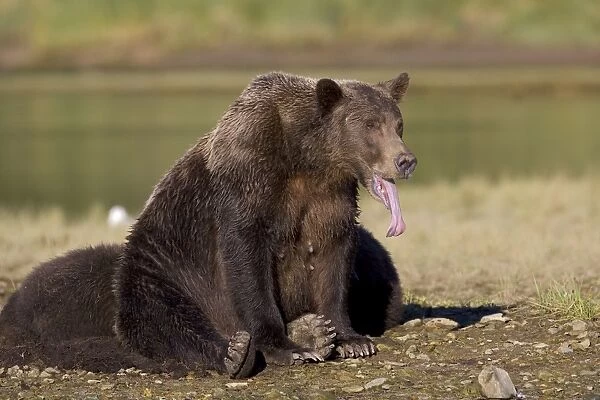 Alaskan Brown Bear - with tongue sticking out - Katmai National Park, Alaska