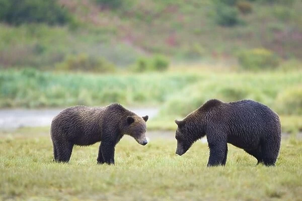 Alaskan Brown Bear Ursus arctos middendorffi Katmai National Park, AK