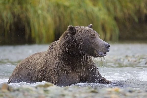 Alaskan Brown Bear - in water - Katmai National Park, Alaska