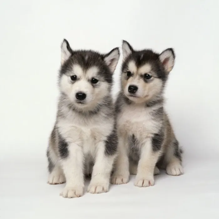 Framed Print : Alaskan Malamute Dog Puppies Framed Print : Alaskan Malamute Dog Puppies