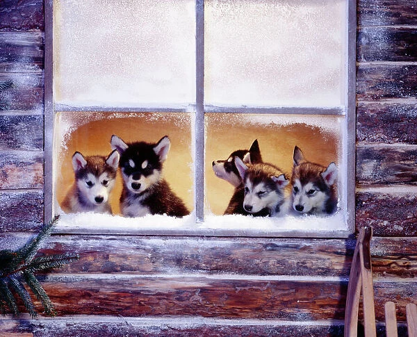 Alaskan Malamute Dog - puppies at log cabin window