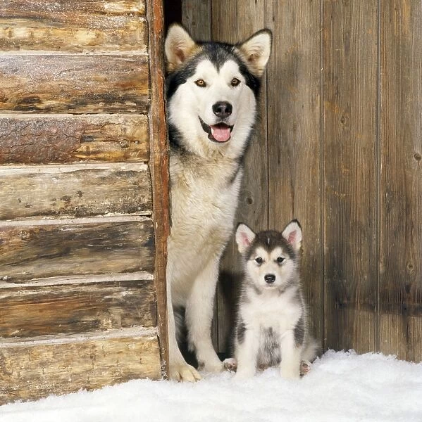 Alaskan Malamute Dog - with puppy at log cabin door