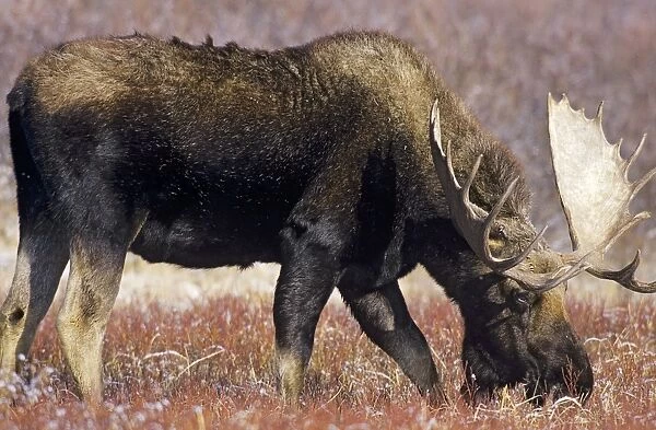 Alaskan Moose - bull Grand Teton National, Park Wyoming, USA. Mm301