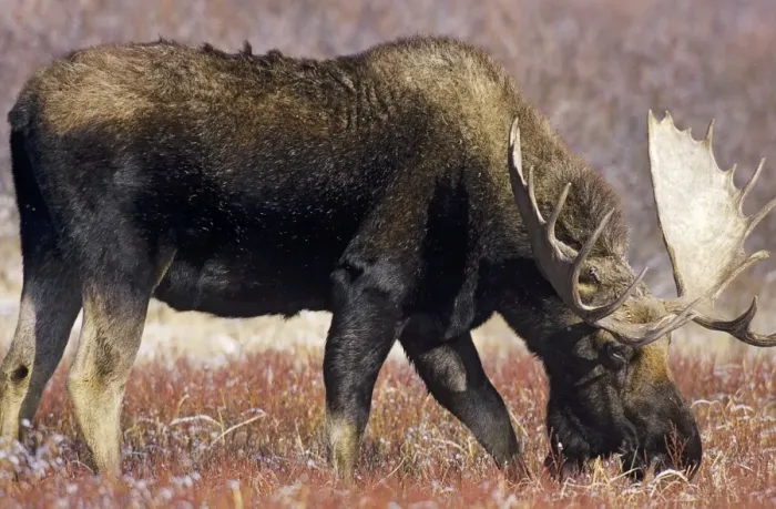 Framed Print : Alaskan Moose - bull Grand Teton National, Park Wyoming, USA. Mm301