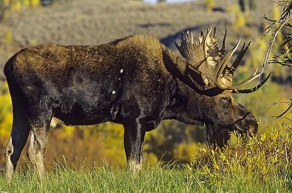 Alaskan Moose - bull Grand Teton National Park, Wyoming, USA. Mm222