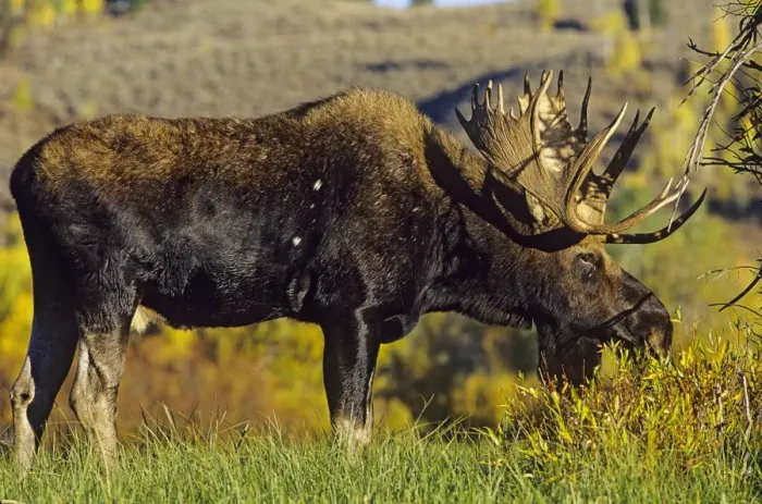 Framed Print : Alaskan Moose - bull Grand Teton National Park, Wyoming, USA. Mm222 Framed Print : Alaskan Moose - bull Grand Teton National Park, Wyoming, USA. Mm222