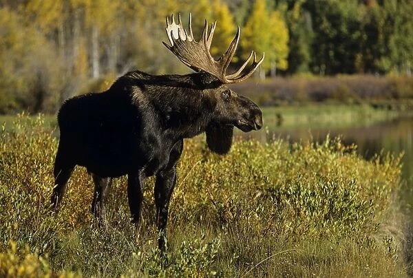 Alaskan Moose - bull Grand Teton National Park, Wyoming, USA. Mm225