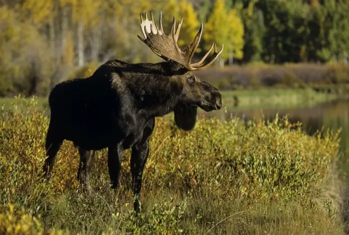 Framed Print : Alaskan Moose - bull Grand Teton National Park, Wyoming, USA. Mm225 Framed Print : Alaskan Moose - bull Grand Teton National Park, Wyoming, USA. Mm225