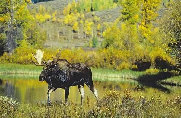 Alaskan Moose - bull. Note: there is a cow moose in out-of-focus background. Grand Teton National Park, Wyoming, USA. Mm233