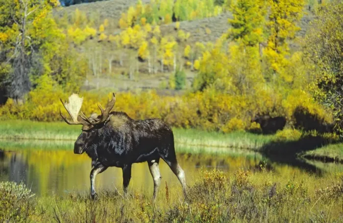 Framed Print : Alaskan Moose - bull. Note: there is a cow moose in out-of-focus background. Grand Teton National Park, Wyoming, USA. Mm233 Framed Print : Alaskan Moose - bull. Note: there is a cow moose in out-of-focus background. Grand Teton National Park, Wyoming, USA. Mm233
