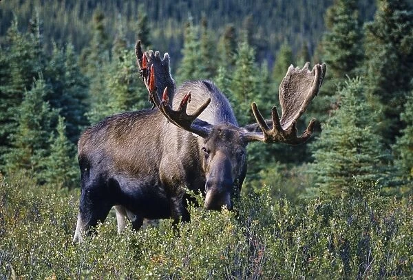 Alaskan Moose - large bull feeding on bushes. He is just starting to shed velvet. Denali National Park Alaska. Mm108