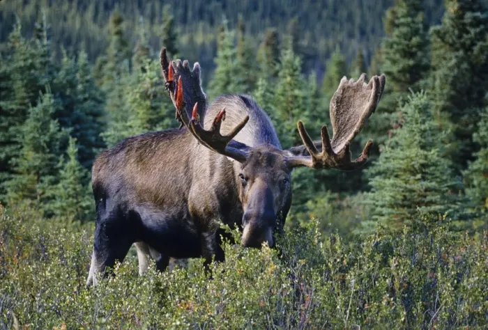 Framed Print : Alaskan Moose - large bull feeding on bushes. He is just starting to shed velvet. Denali National Park Alaska. Mm108 Framed Print : Alaskan Moose - large bull feeding on bushes. He is just starting to shed velvet. Denali National Park Alaska. Mm108