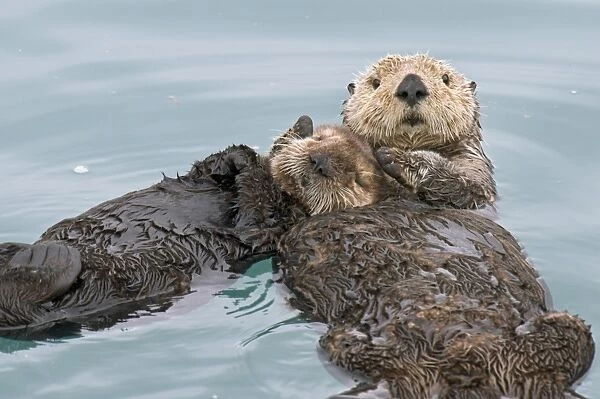 Alaskan  /  Northern Sea Otter - mother holds pup while they sleep on their backs in a protected cove - Alaska _D3B2590