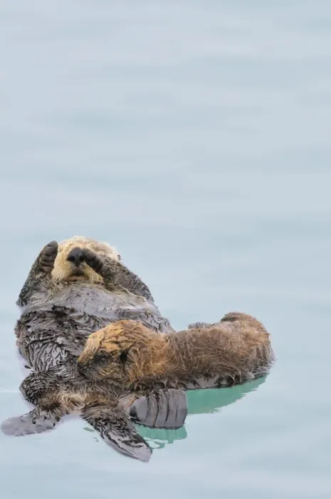 Framed Print : Alaskan / Northern Sea Otter - mother nursing pup - Alaska _D3B2853 Framed Print : Alaskan / Northern Sea Otter - mother nursing pup - Alaska _D3B2853