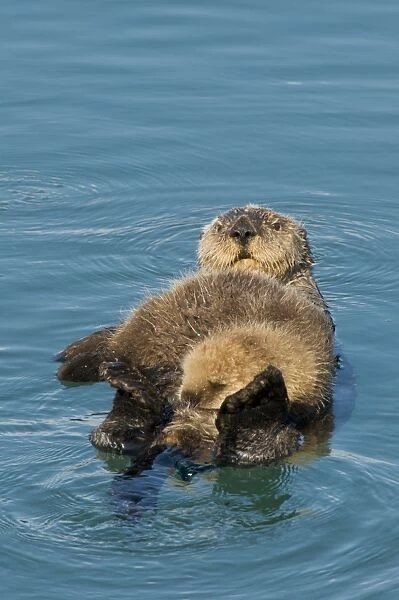 Alaskan  /  Northern Sea Otter - mother and pup - Alaska _D3B7704