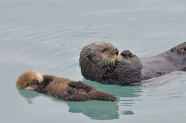Alaskan  /  Northern Sea Otter - mother and pup - at this age the baby can barely swim can't dive at all so while the mother feeds she leaves the pup floating while she dives for food -sometimes she is gone underwater for several minutes as she