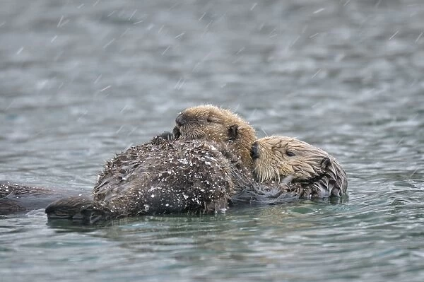 Alaskan  /  Northern Sea Otter - mother and pup on water in snowstorm - Alaska _D3B6504