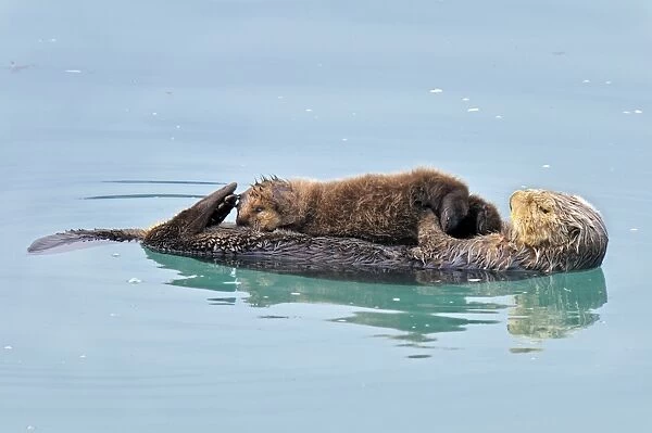 Alaskan  /  Northern Sea Otter - mother and pup on water - Alaska _D3B3698