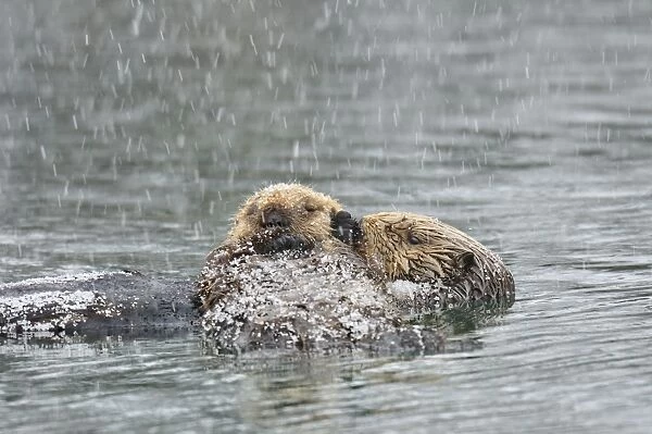 Alaskan  /  Northern Sea Otter - mother and pup on water in snowstorm - Alaska _D3B6755
