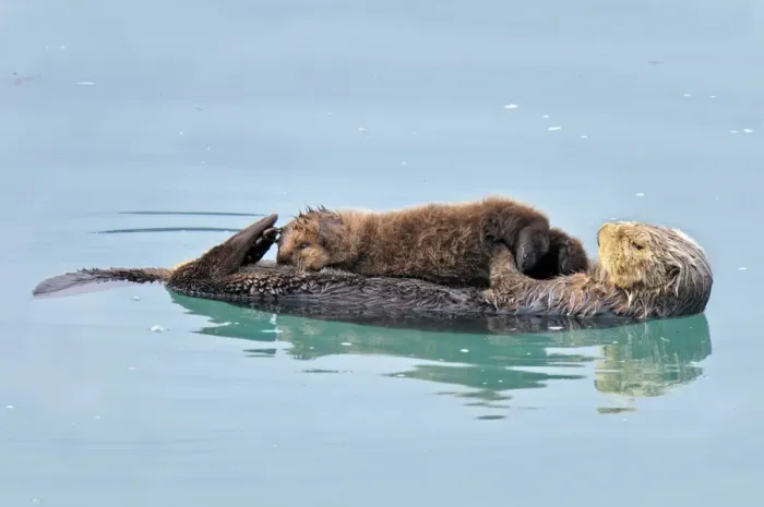Framed Print : Alaskan / Northern Sea Otter - mother and pup on water - Alaska _D3B3698 Framed Print : Alaskan / Northern Sea Otter - mother and pup on water - Alaska _D3B3698