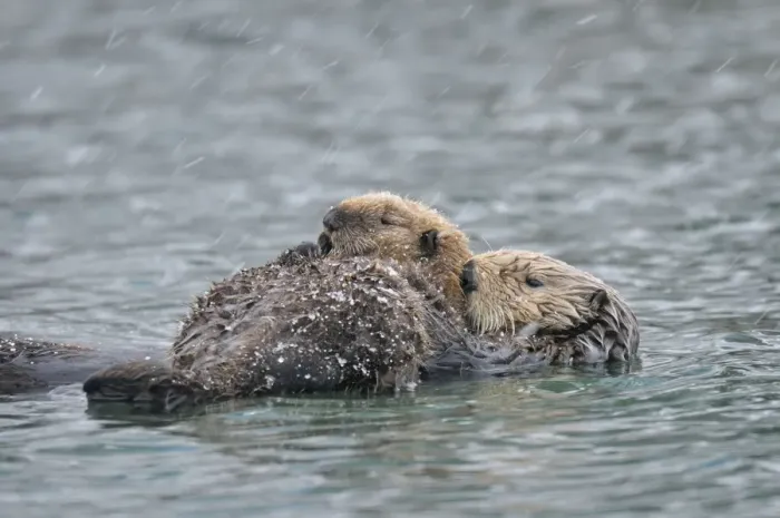 Framed Print : Alaskan / Northern Sea Otter - mother and pup on water in snowstorm - Alaska _D3B6504 Framed Print : Alaskan / Northern Sea Otter - mother and pup on water in snowstorm - Alaska _D3B6504
