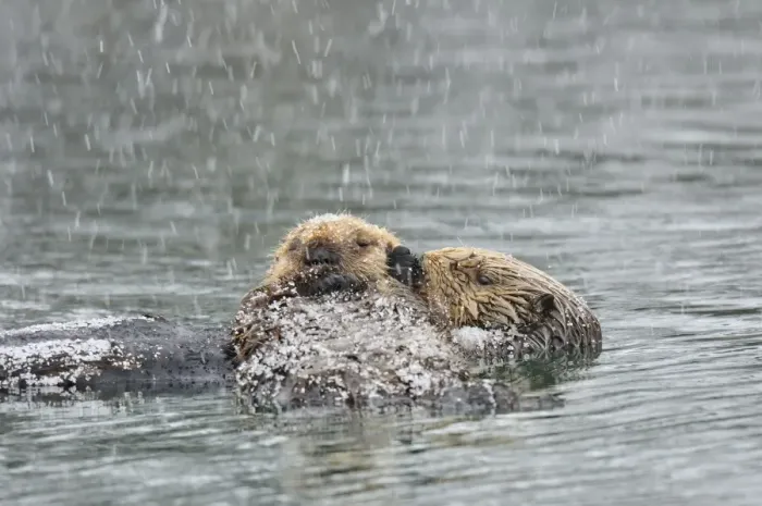 Framed Print : Alaskan / Northern Sea Otter - mother and pup on water in snowstorm - Alaska _D3B6755 Framed Print : Alaskan / Northern Sea Otter - mother and pup on water in snowstorm - Alaska _D3B6755